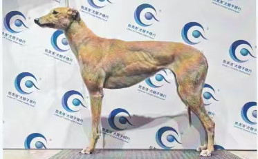 莎莉 988000001880296