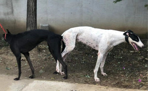 克诺斯X幻觉凯蒂 900155000037116.jpg