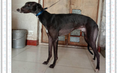 格力犬yy--格力犬中英文血统查询