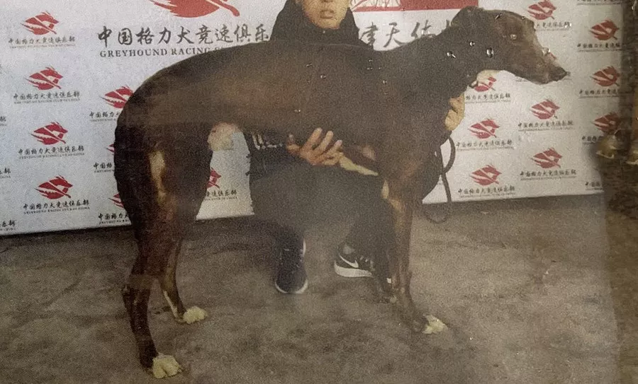 灰蛋白石 dbyl2,941000225080518 - 格力犬yy--格力犬血统查询