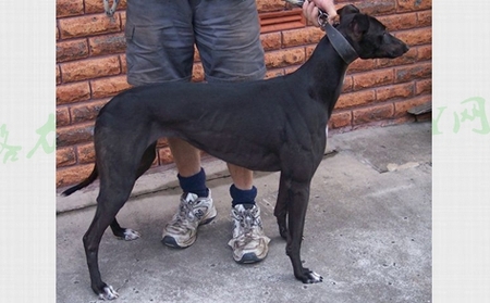 黑色幻影 black image,85b 0857,900250000068223 - 格力犬yy--格力犬