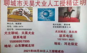 鲍里斯X黑玫瑰 NGQX 514C，900111880207598.jpg