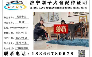 幻觉帝王X黄鹰 900115002829647，NGXH1116A23.jpg