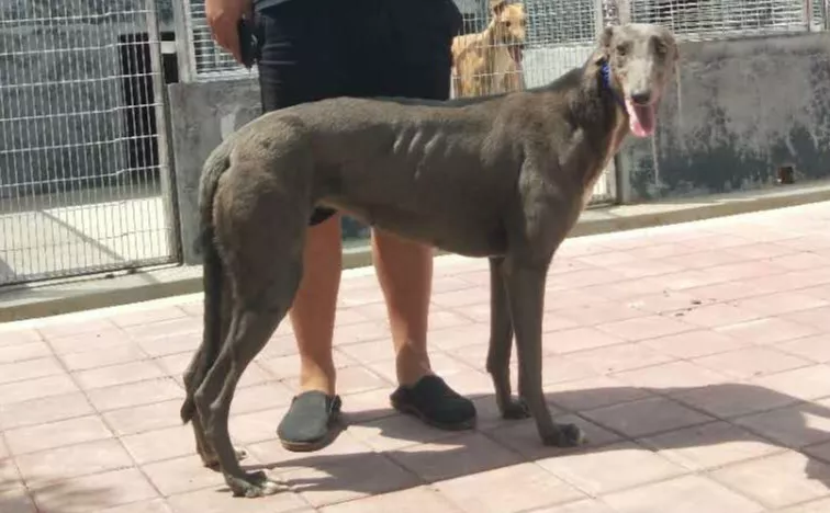 可怕的幸福 156111110093441,900155000013885 - 格力犬yy网手机版