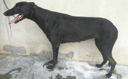 黑妞 900015637868040，900111880133855，NLCD1207，纯的黑妞