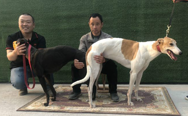 格力犬飞狼图片