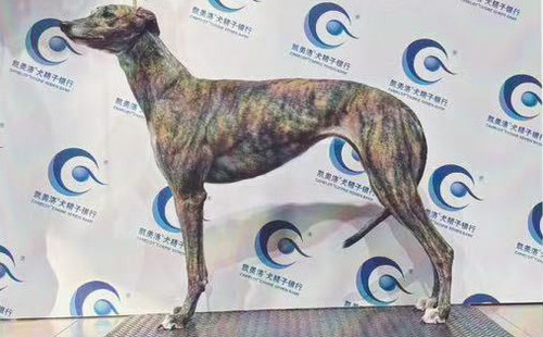 猴子 988000001880134