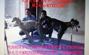 阿斯顿保罗X耳毛子 900250000253851，GAOD.jpg