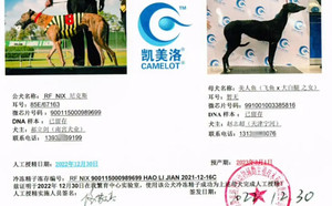 尼克斯X美人鱼 991001003385816.jpg