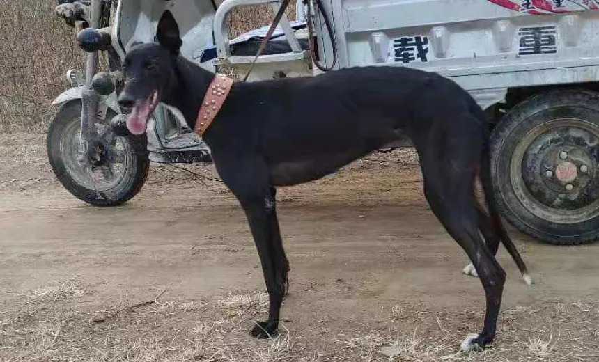 红色幻觉 988000001880488 - 格力犬yy网手机版--格力犬血统查询,繁殖