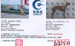 弹簧枪X飞鸟 900250000364263，GAOD.jpg