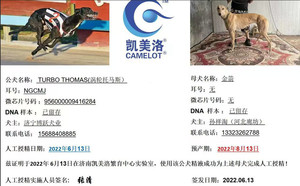 涡轮托马斯X金箭 941000225081563.jpg