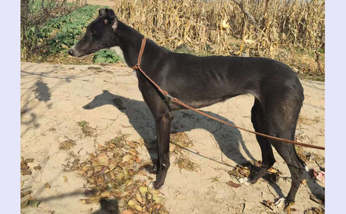 黑风 900263001562312