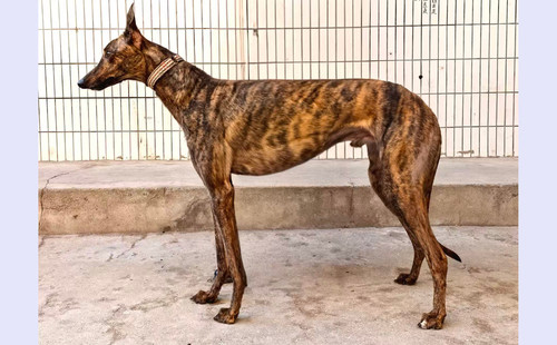 战狼 900215007521848，0133k