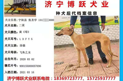 二黄 900155000057696，LDFY5