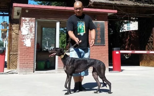 幻觉琥珀 941000015046919 - 格力犬yy网手机版--格力犬血统查询,繁殖