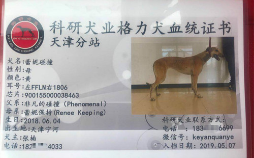 蕾妮碰撞 900155000038463，FFLN1806