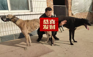 大地X小沙克 900168801066252，ZBSK1710.jpg