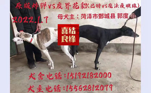 度界花貂 900168021050779，B2012.jpg