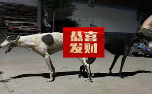 顶蜂X丽丽 900156999025322.jpg