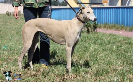 纯的清楚 Pure Clarity，35E 0248