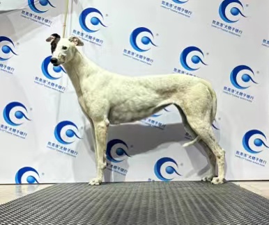 白雪公主 941000225080683，BLNZ1