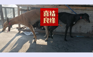 黄午夜X拉克兰戴尔儿 900250000765816，LKXS1810.jpg