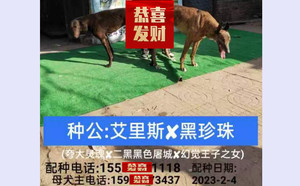 艾里斯X黑珍珠900215004775638.jpg