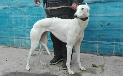 白龙 900111880089743,nltd 142l