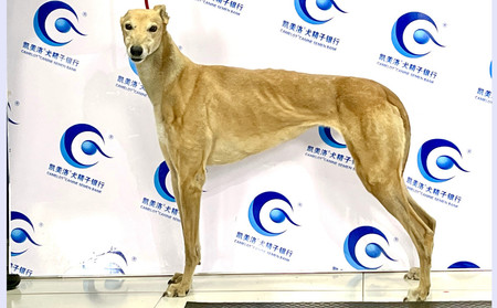 黄精灵 988000001880430