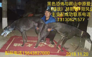 黑色恐怖X待战 HSDGZ 1307Z，900250000176298.jpg