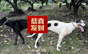 顶蜂X独眼8号 156111110088718，NGXH516BA.jpg