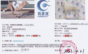 卡尼亚游轮X白雪公主 941000225080683，BLNZ1.jpg