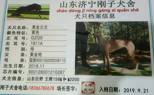 黄金公主 900128001210287，GZQS1811A