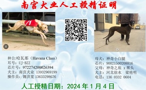 哈瓦那X神奇小白腿 900215002088616.jpg