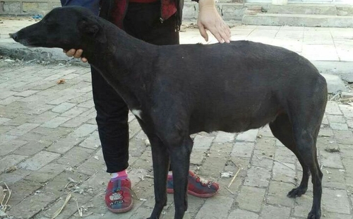 公主hshl 148b,900250000186256 - 格力犬yy--格力犬中英文血统查询