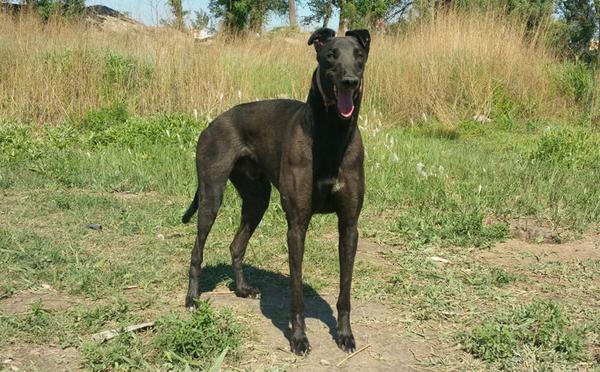 黑色风暴 hfyl 42a,900115000025528