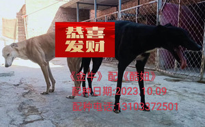 金牛X酷妞 900155000037004，JXQY1780.jpg
