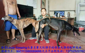 路易X狸母 900111880089666.jpg