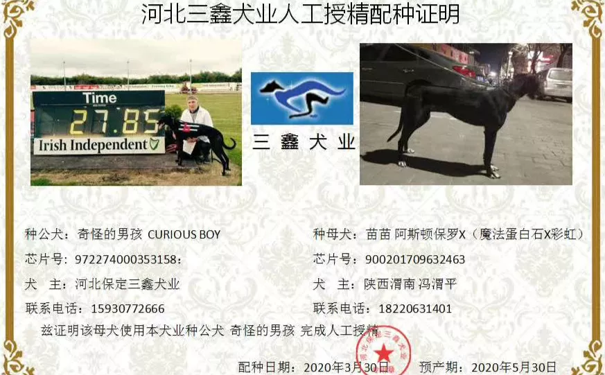 格力犬种公奇怪的男孩人工授精奇怪的男孩x苗苗阿斯顿保罗x涡轮增压之