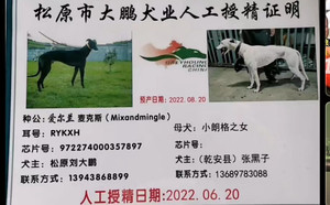 麦克斯X梨花片 YY8591（2022年6月20日配）.jpg