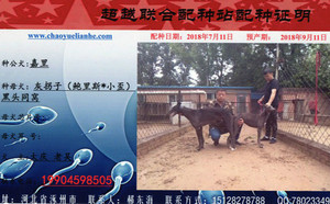嘉里X灰拐子 941000016715137.jpg