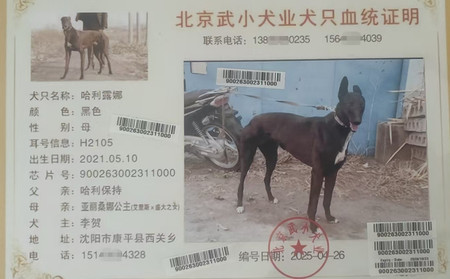 哈利露娜 900263002311000