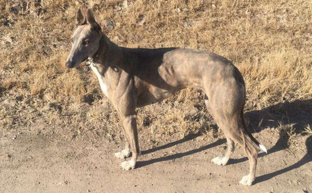 天狼900250000431988,nldh1608 - 格力犬yy网电脑版--格力犬血统查询