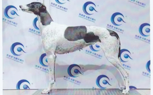 天花 988000001880397