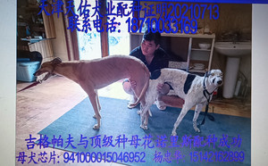 吉格帕夫X花诺里斯 941000015046952.jpg