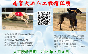 哈瓦那X赛天使 900128001208286.jpg