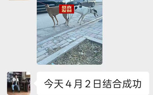 顶蜂X黄鹰 990000009293826，KNYYL.jpg