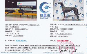 魔法蛋白石X灰鲍里斯988000001880281.jpg
