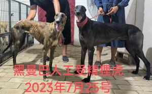 黑曼巴X狸虎 900115002829532，NGXH720BB1.jpg